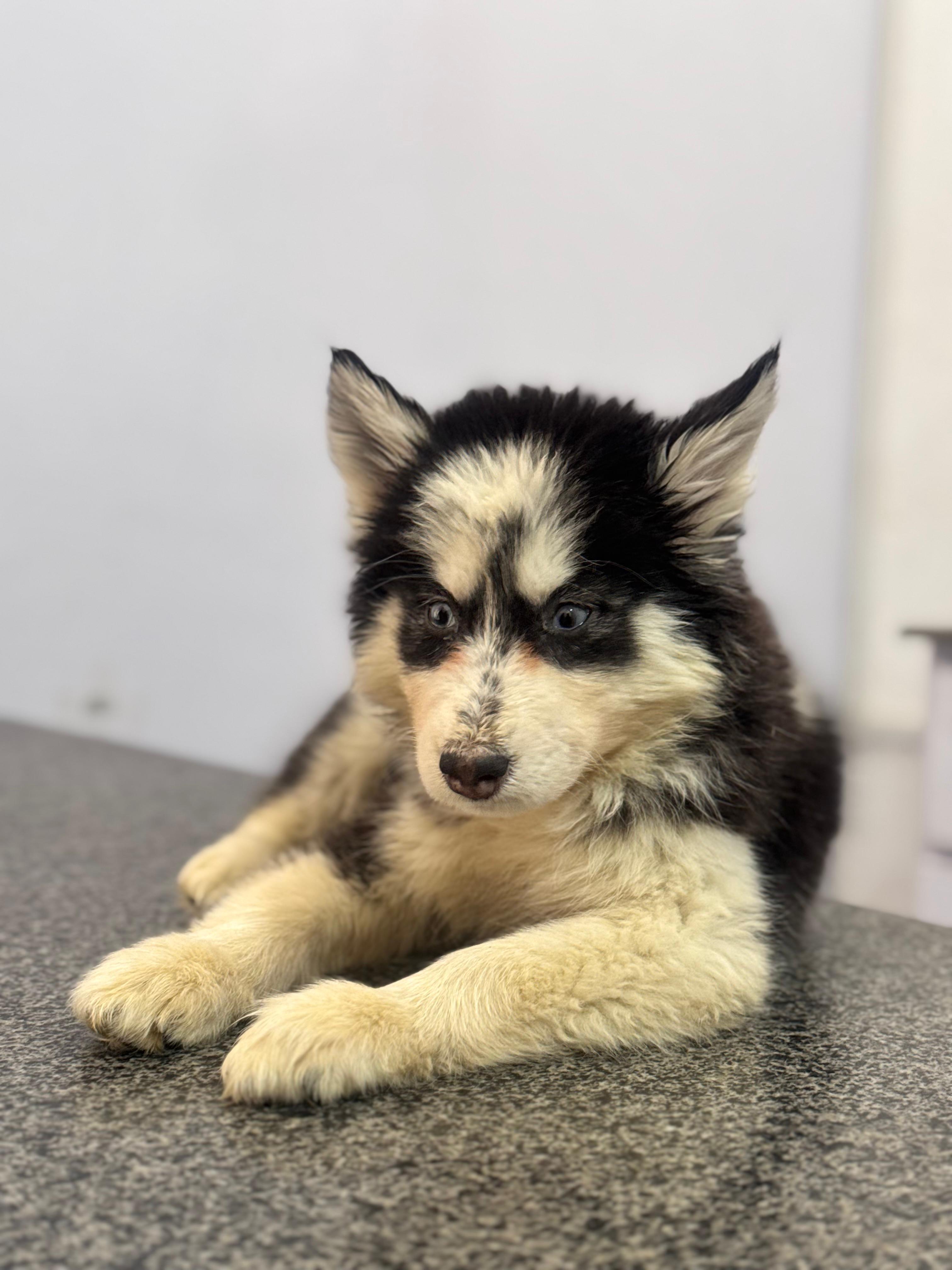 A puppy sitting on the clinic examination table