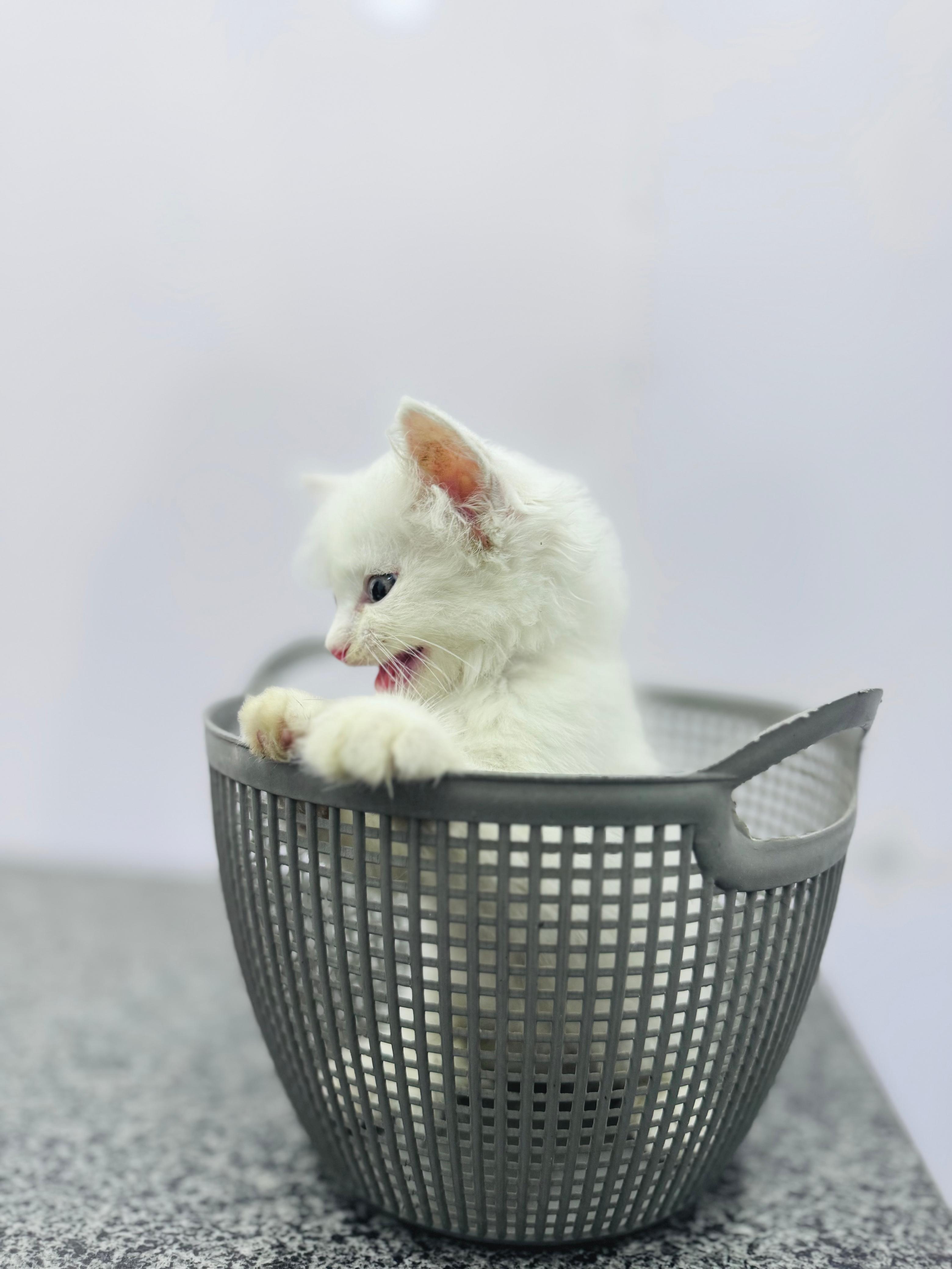A white cat in a basket at Mughees Pet Clinic