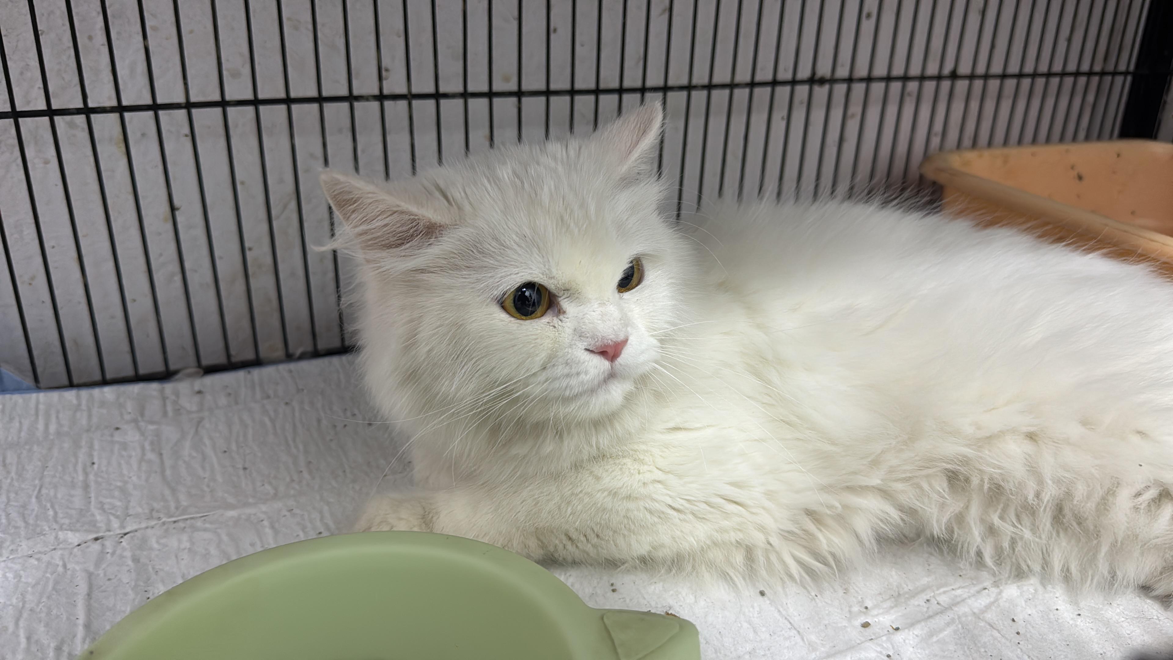 A white cat recovering in a clinic enclosure