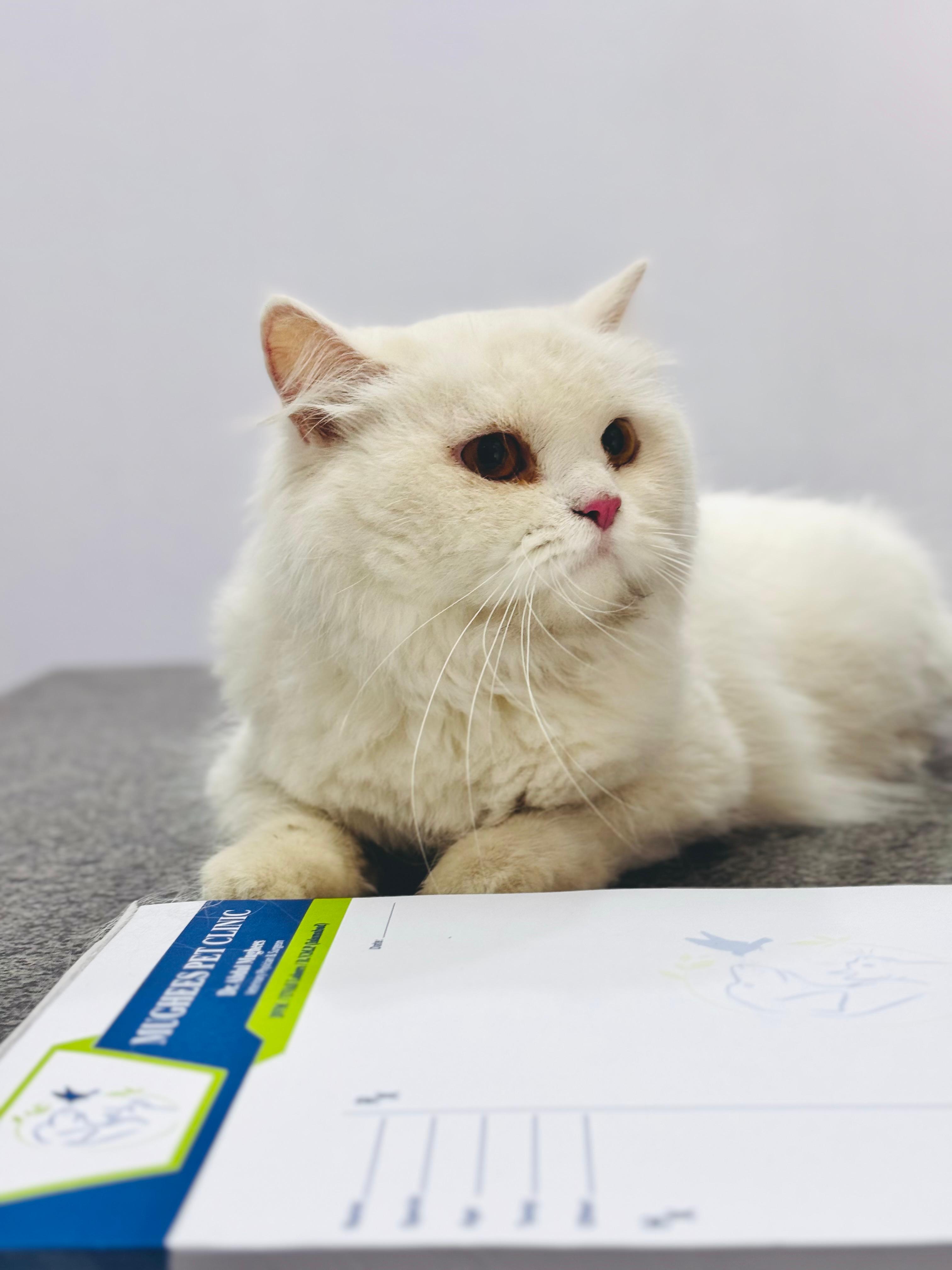 A white cat during a clinic visit