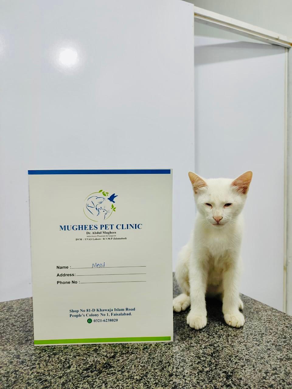 A cat beside Mughees Pet Clinic material on the exam table