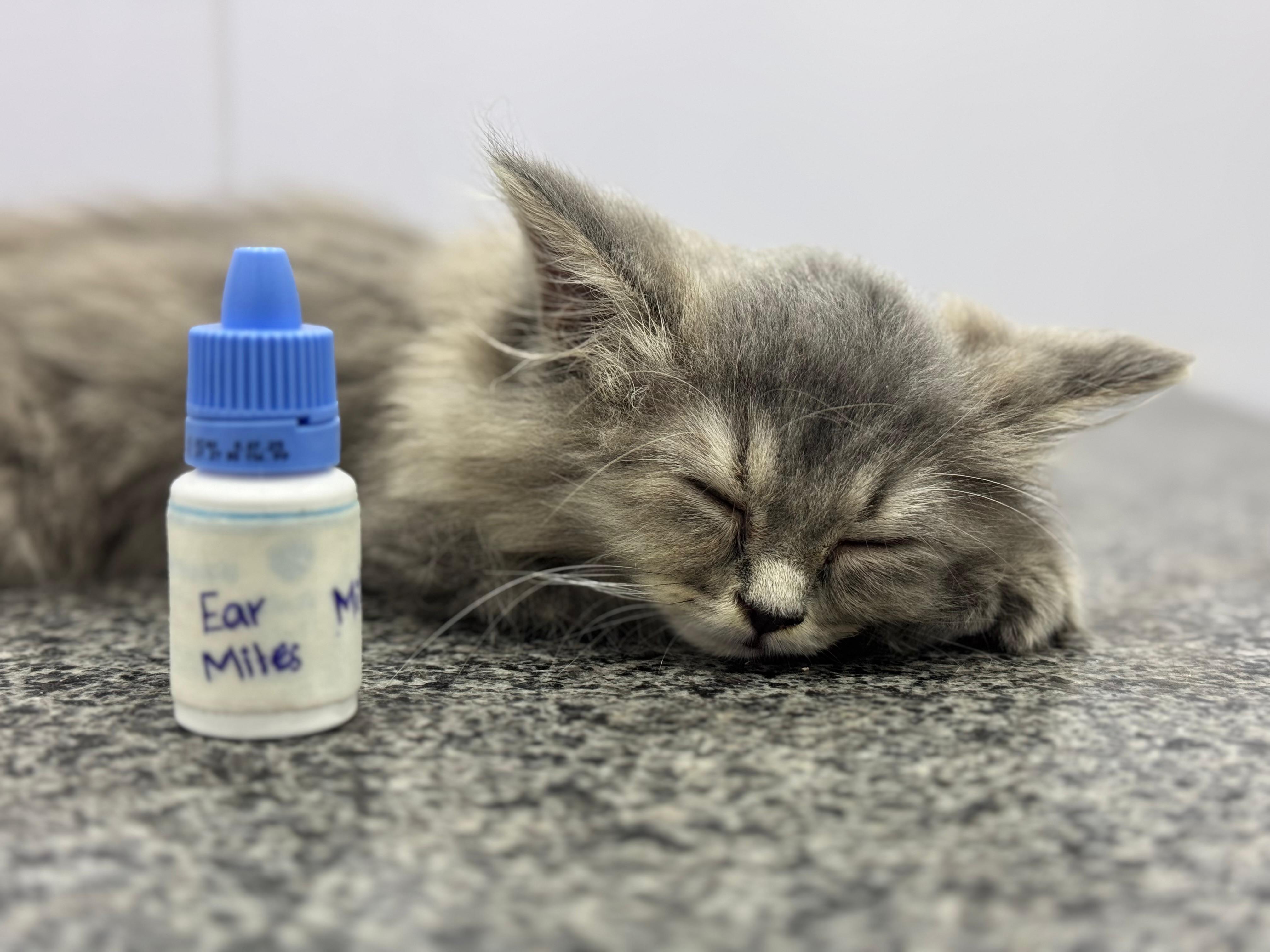 A resting kitten beside medication at Mughees Pet Clinic